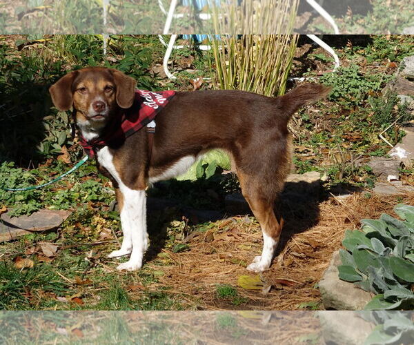 Medium Photo #3 Beagle-Unknown Mix Puppy For Sale in Doylestown, PA, USA
