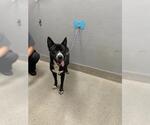 Small German Shepherd Dog Mix