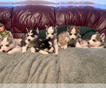 Small Photo #3 Siberian Husky Puppy For Sale in TRIMBLE, MO, USA