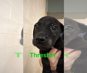 Labrador Retriever-Unknown Mix Dogs for adoption in Sheboygan, WI, USA
