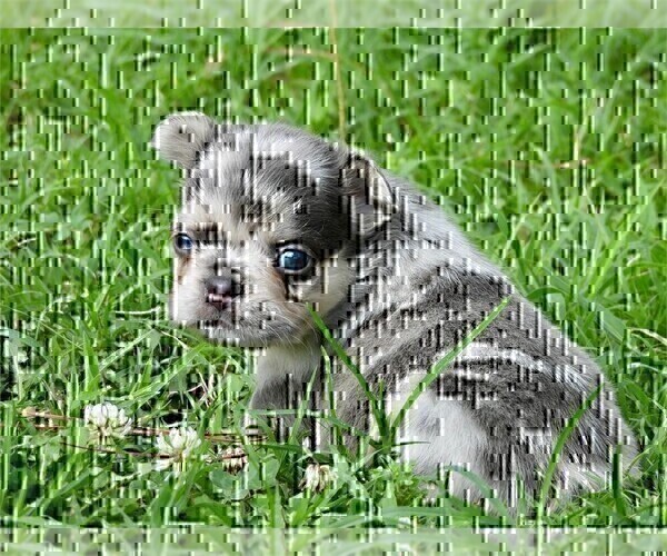 Medium Photo #6 French Bulldog Puppy For Sale in WEST PALM BEACH, FL, USA