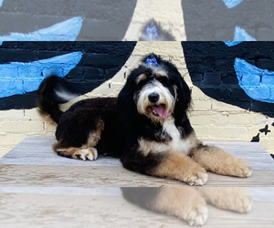Mother of the Bernedoodle puppies born on 03/25/2023