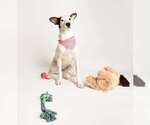 Small #3 Mutt