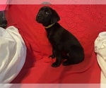 Small #11 Labrador Retriever