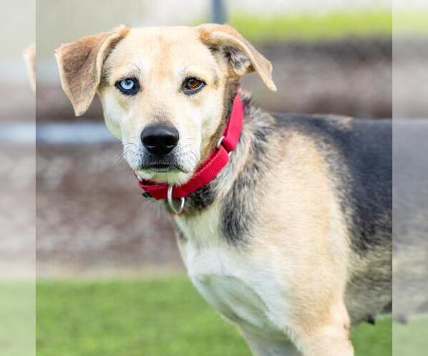 Medium Photo #1 Beagle-German Shepherd Dog Mix Puppy For Sale in Camarillo, CA, USA