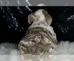 Small #7 English Bulldog