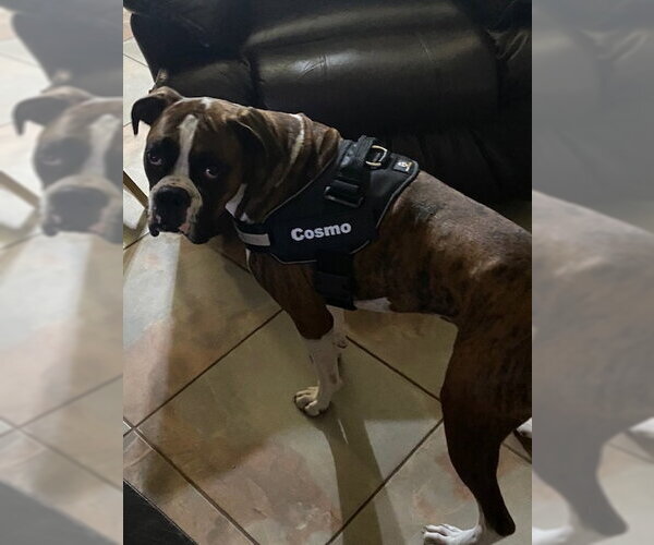 Medium Photo #6 Boxer Puppy For Sale in  Katy, TX, USA
