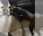 Small #5 Boxer