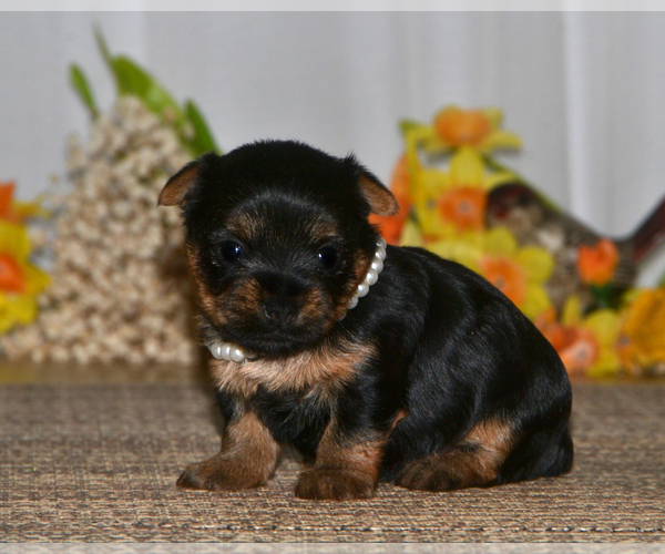 Medium Photo #3 Yorkshire Terrier Puppy For Sale in ALLEN, TX, USA