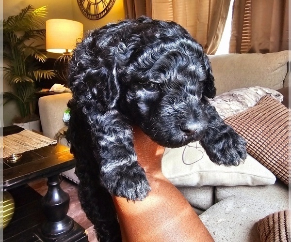 Medium Photo #2 Poodle (Standard) Puppy For Sale in MILWAUKEE, WI, USA