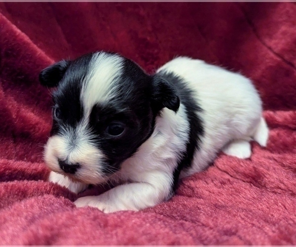 Medium Photo #7 Havanese Puppy For Sale in POST FALLS, ID, USA