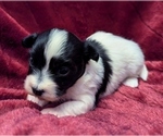Small #6 Havanese