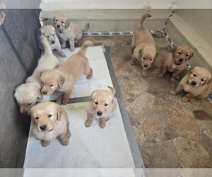 Golden Retriever Litter for sale in BOURBON, IN, USA