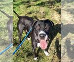 Small #1 American Staffordshire Terrier-Eurasier Mix
