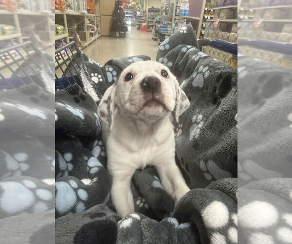 Medium Photo #5 Mutt Puppy For Sale in Wenonah, NJ, USA