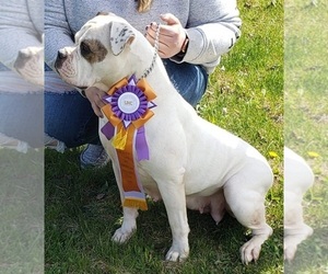 American Bulldog Dog for Adoption in THREE RIVERS, Michigan USA