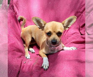 Chihuahua-Unknown Mix Dogs for adoption in Missouri City, TX, USA
