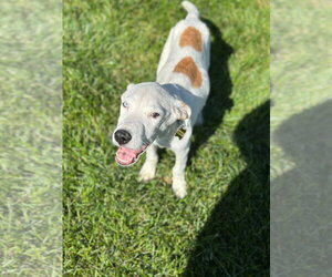 Newdle - Male Labrador Retriever-Unknown Mix Dog for Adoption - Photo #3