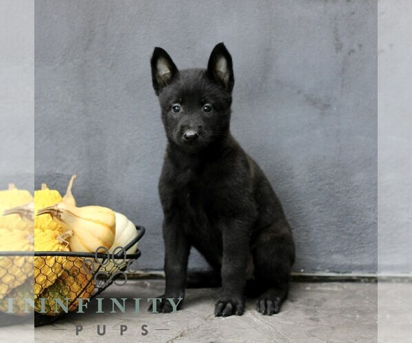 Medium Photo #4 Belgian Malinois Puppy For Sale in RONKS, PA, USA