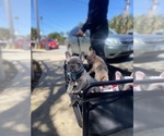 Small Photo #10 French Bulldog Puppy For Sale in SANTA CRUZ, CA, USA