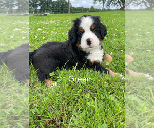 Bernese Mountain Dog Puppy for sale in W FARMINGTON, OH, USA