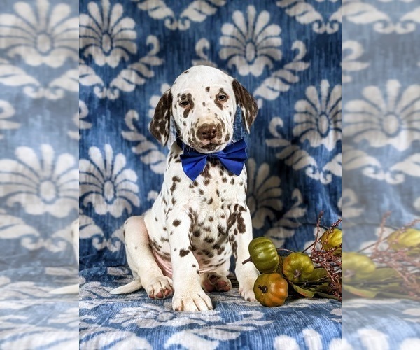 Medium Photo #3 Dalmatian Puppy For Sale in QUARRYVILLE, PA, USA