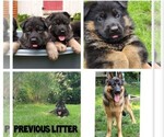 Small #3 German Shepherd Dog