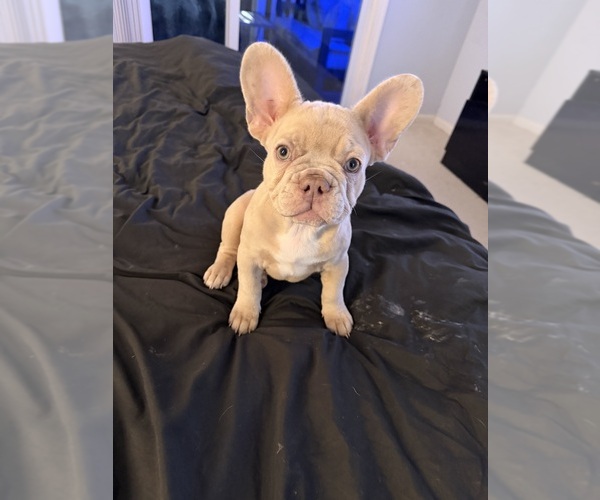 Medium Photo #24 French Bulldog Puppy For Sale in ARVERNE, NY, USA