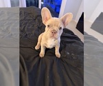 Small #23 French Bulldog