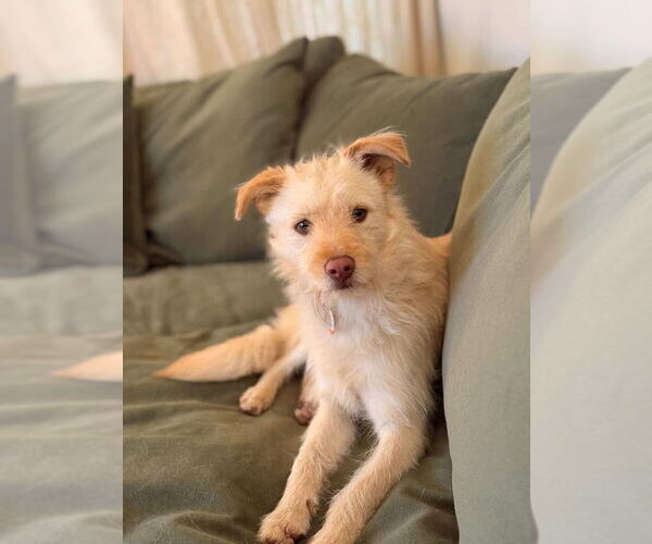 Medium Photo #2 Mutt Puppy For Sale in Dana Point, CA, USA