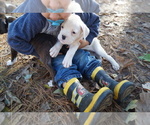 Puppy Blair Boxer