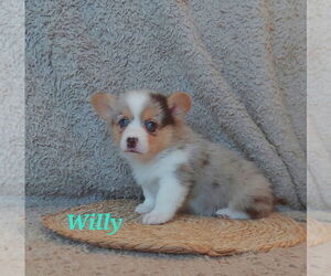 American Corgi Puppy for sale in ENDERLIN, ND, USA