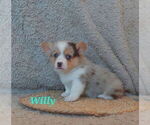 Small American Corgi