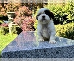 Small Photo #24 Shih Tzu Puppy For Sale in HAYWARD, CA, USA