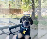 Small #3 American Pit Bull Terrier Mix