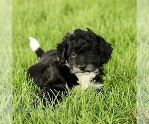 Poovanese Puppy for sale in RONKS, PA, USA