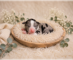Small #5 Aussalier