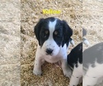 Small #14 English Springer Spaniel