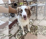Small Photo #1 Australian Shepherd Puppy For Sale in TYLER, TX, USA