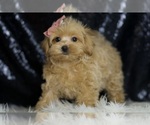 Small #3 Maltipoo