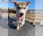 Small Photo #5 Siberian Husky-Timber Wolf Mix Puppy For Sale in FRESNO, CA, USA