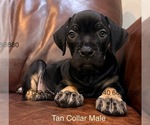 Small Photo #6 Cane Corso Puppy For Sale in LA PLATA, MD, USA