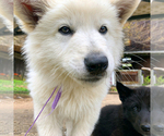 Small Photo #38 German Shepherd Dog Puppy For Sale in WASHINGTON, NJ, USA