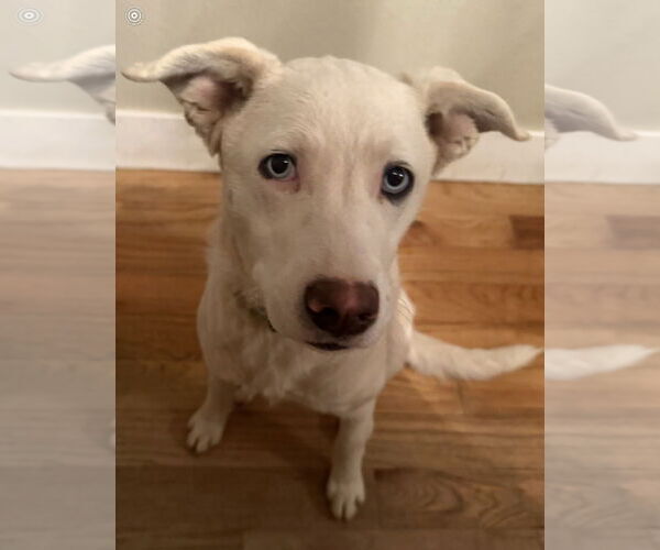 Medium Photo #1 Siberian Husky-Unknown Mix Puppy For Sale in MIDWAY, UT, USA