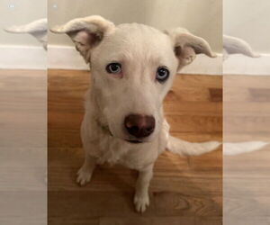 Siberian Husky-Unknown Mix Dogs for adoption in MIDWAY, UT, USA