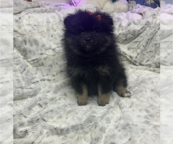 Medium Photo #3 Pomeranian Puppy For Sale in HARRISVILLE, MI, USA