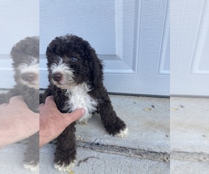 Aussiedoodle Miniature  Puppy for sale in BROOKSVILLE, FL, USA
