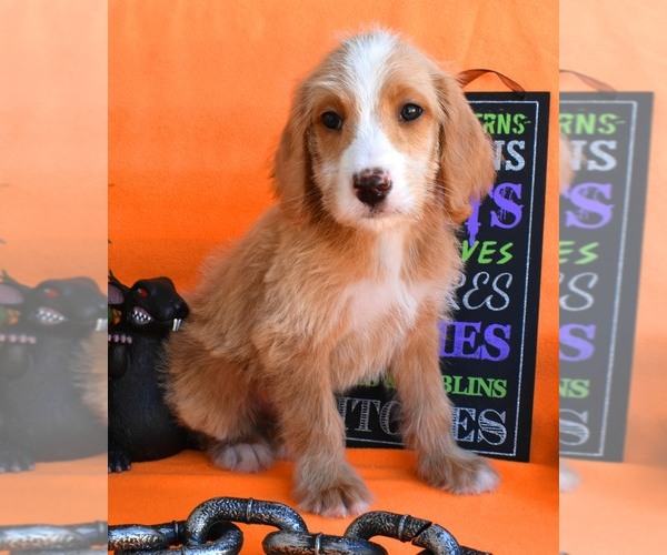 Medium Photo #7 Australian Labradoodle Puppy For Sale in ASPERMONT, TX, USA