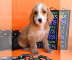 Small Photo #7 Australian Labradoodle Puppy For Sale in ASPERMONT, TX, USA
