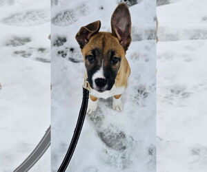 Fumie - Female Shepradors Dog for Adoption - Photo #10